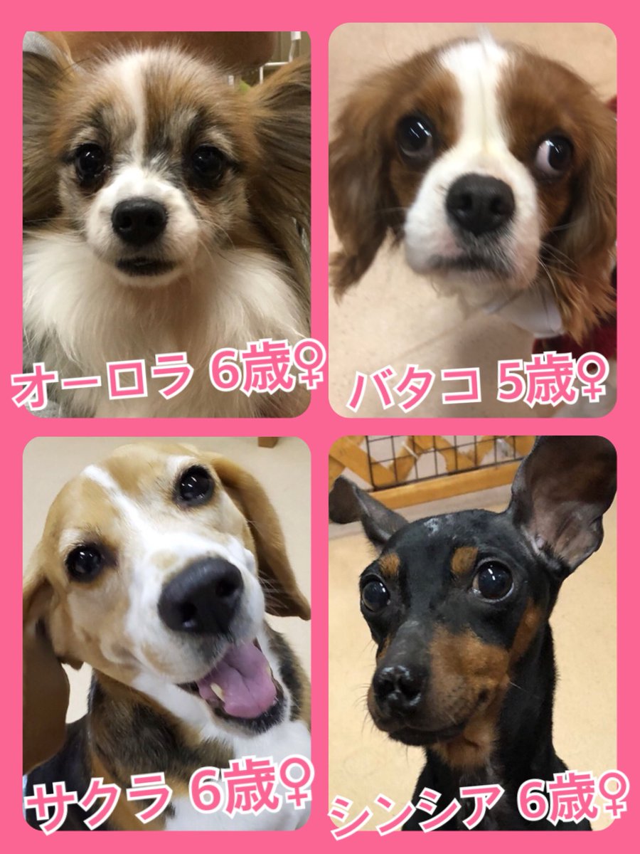 🐾今日の里親様募集中ワンコ🐶メンバーです🐾2020,1,9